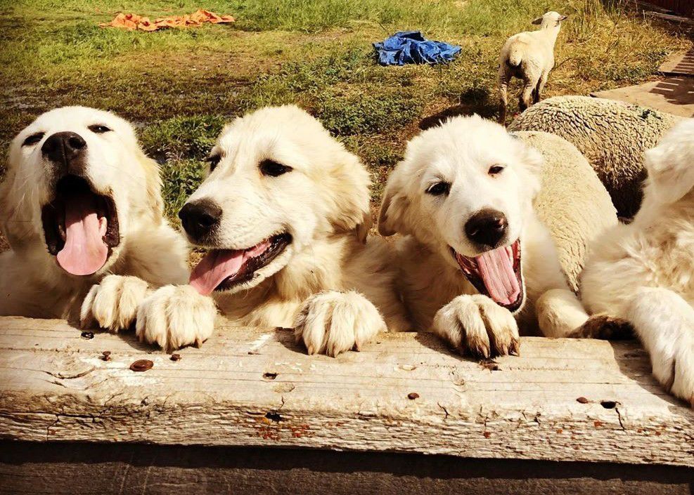 Cory Peavey dogs in corral
